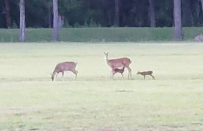 The Sunflower Studio Cottage - Foto 24