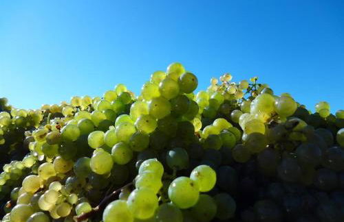 Weingut-Ferienwohnung Jungblut - nur Urlaubsgäste - Foto 17