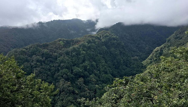 Levada do Rei - Levada do Rei - Foto 3