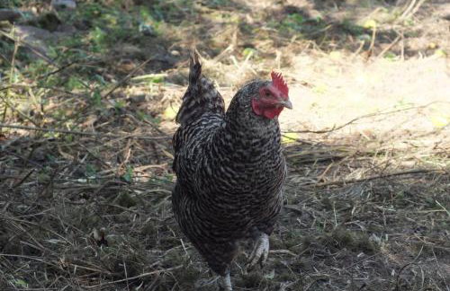 Backhaus-Vulkaneifel, Gerolstein, Klimaanlage, E-Bikes, Hunde ok - Foto 27