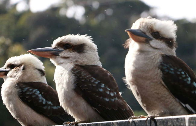 Grampians National Park Tour - Photo 7