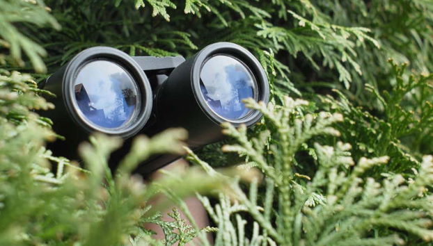 Avistamiento de aves en Castries Waterworks - Foto 4, Viendo las aves en su hábitat