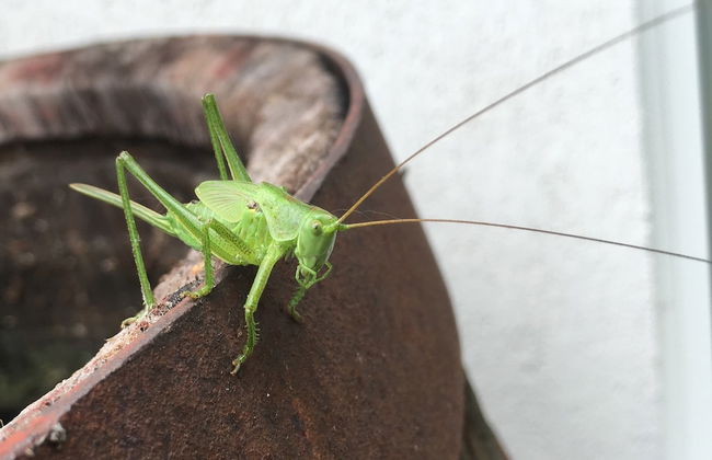 Living in the old Granary - Foto 21