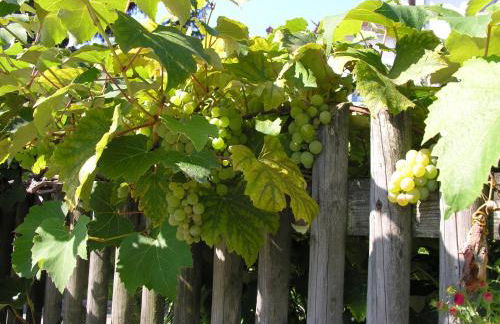 Mattheishof - Foto 33