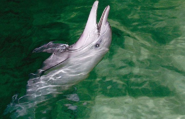 Crociera di un giorno per l'avvistamento delle balene all'isola di Tangalooma - Foto 2