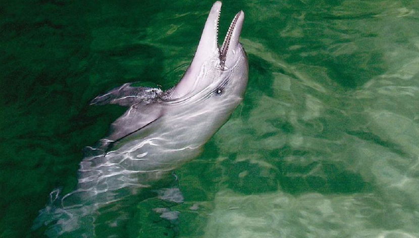 Crociera di un giorno per l'avvistamento delle balene all'isola di Tangalooma - Foto 2
