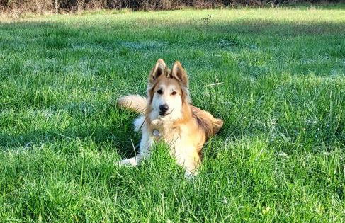 Au petit bois magique - Foto 19