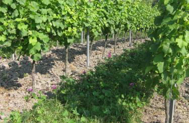 Apartments Bed & Breakfast Brückner - Foto 58