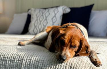 Oceanfront 3br/2ba Dog Friendly - Foto 8