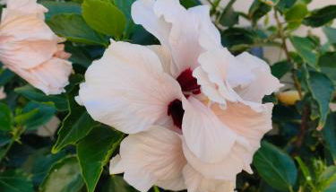 Avenue Study - Foto 2