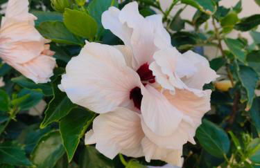 Avenue Study - Foto 2