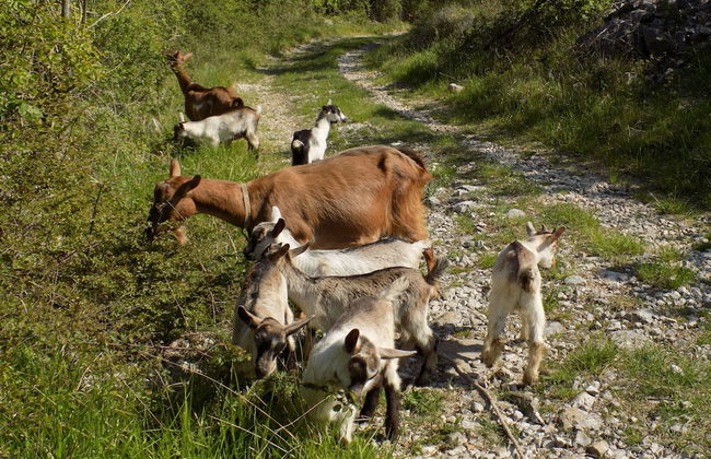 Apartments Tinka - Foto 45