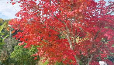 Ferienwohnung Josi , 64 qm 2 Zimmer - Foto 4, Garden