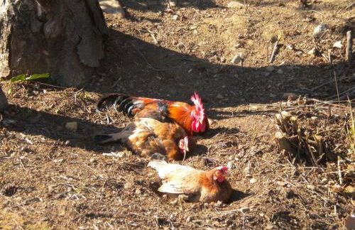 Agriturismo La Dimora Del Contadino - Photo 46