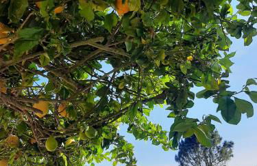 Comfortable Studio in Santiago do Cacém, private pool, 65 m² - Foto 24