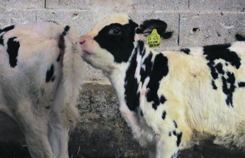 Cozy Apartment In Meisburg With Wifi - Foto 25