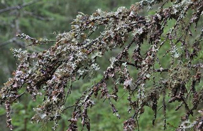 Kultaranta - Foto 27