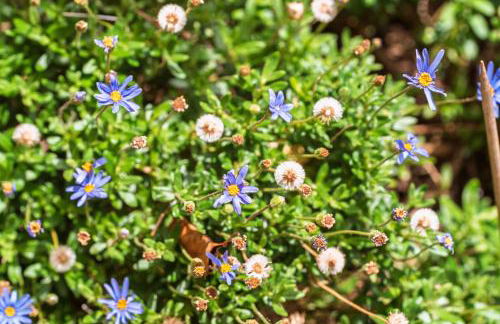 Casa Nª Srª das Graças - Foto 57