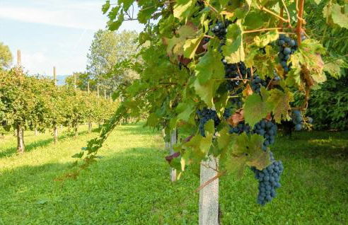 La Gallina - Foto 19