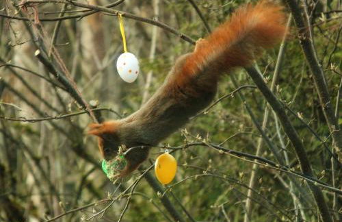 Waldhaus Hahnenklee - Foto 3