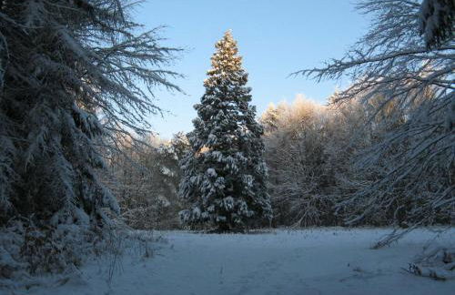 Ferienwohnung Am Walde - Photo 55