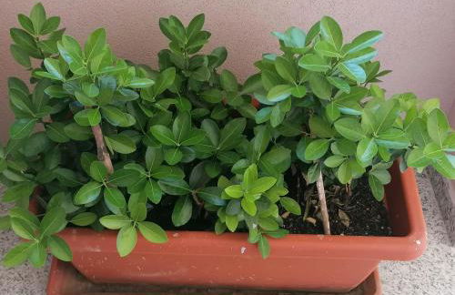 villa Grazia - Foto 13