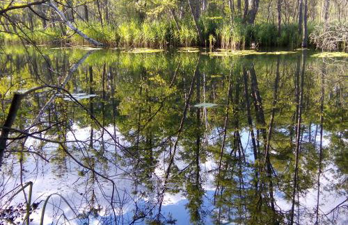 Dom Wakacyjny Quattro Niesulice - Foto 39