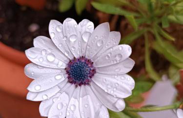 ΜΕΣΤΑ - ΠΛΑΤΕΙΑ - Foto 28