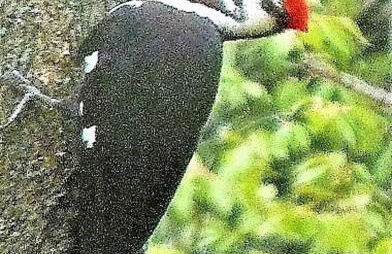 Birch Shores Resort - The Hemlock Cottage - Foto 50