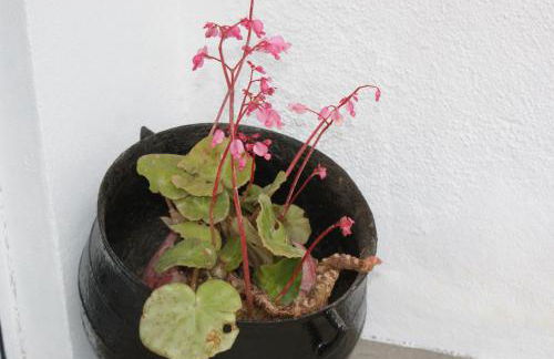 Cantinho do mar - Photo 16