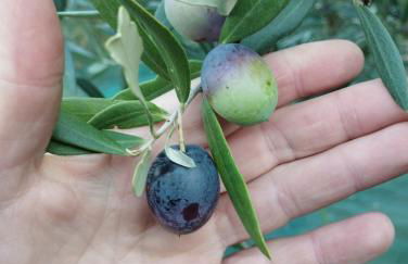 Casa Renacci - Foto 24