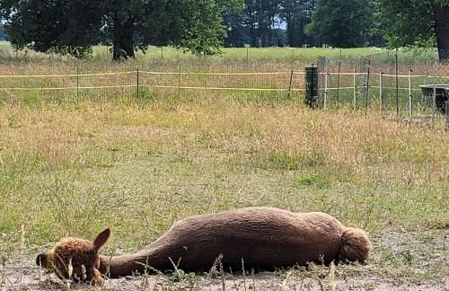 Märchenhaft urlauben auf dem Alpakahof - Foto 25
