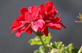 Cota 1500 - Chalé 51 - Penhas da Saúde - Foto 19