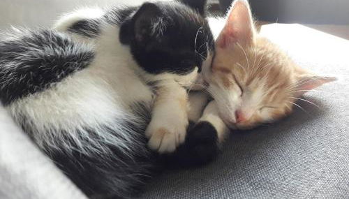 large country house with pool and garden - Foto 5