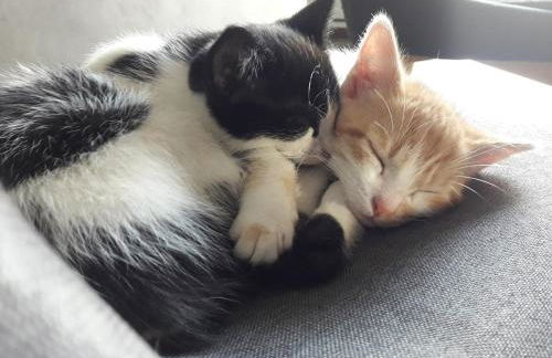 large country house with pool and garden - Foto 5