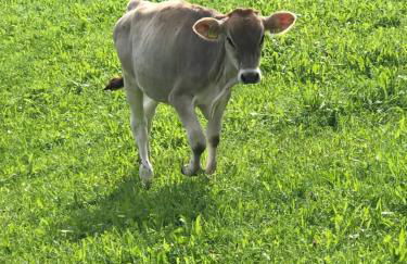 Ferienwohnung - Missen-Wilhams Allgäu - Foto 17