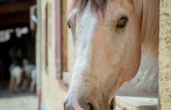 Nengshof Ferienhäuser Sonnenblume und Heublume - Foto 55