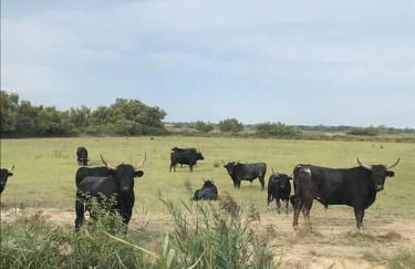 "Le nature" Camargue Jardin - Foto 30
