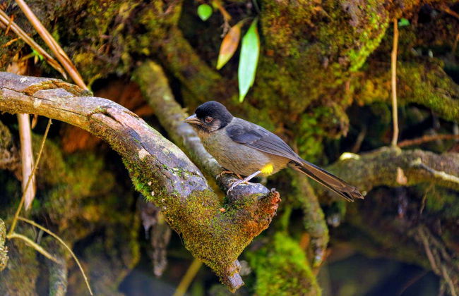 Poas Volcano National Park Day Trip - Foto 6
