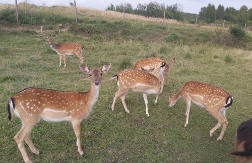 Baba Jagna - Foto 17