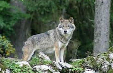 Gîte de Romagers - Foto 17