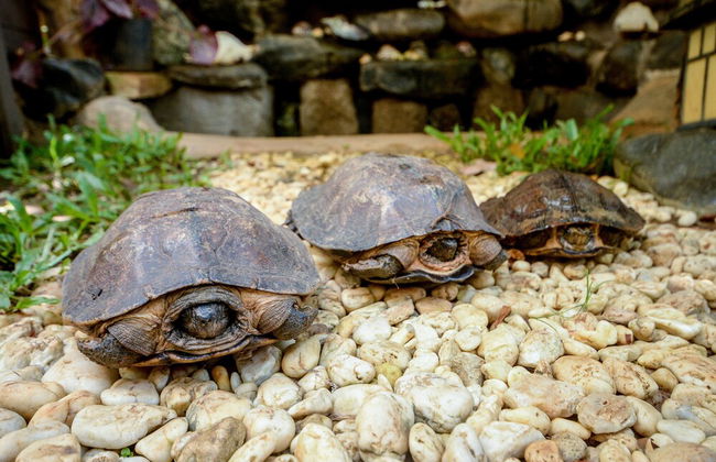 Hilltop Pool and Villa - Foto 41