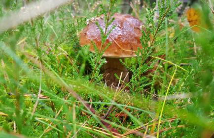 Domek w polu - Foto 51