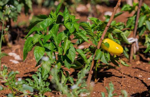 Villa Rusticale with Private Pool - Foto 49