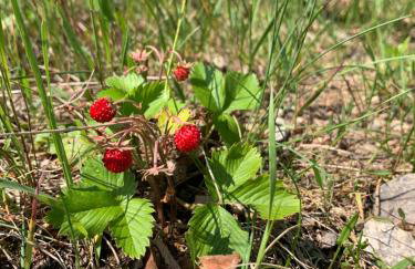 Holiday Villa Żuromino - Foto 44