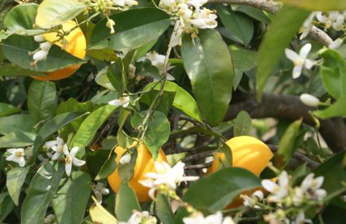 O Ioannis - Photo 31