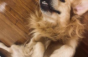 Pod Kogutem i Sową - Bio Wioska z domkami Premium w góralskim stylu VIP - Foto 55