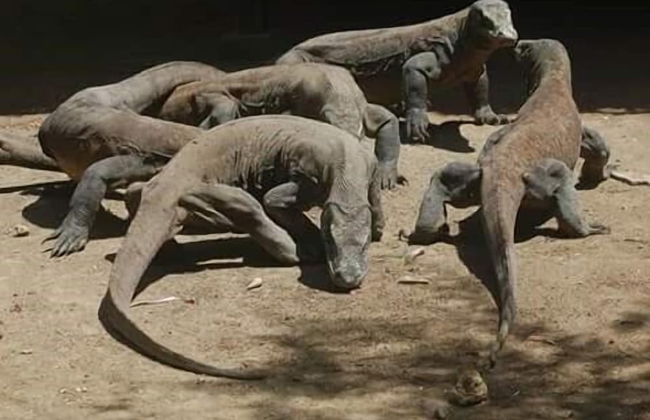 Komodo Boat Trip - Foto 27