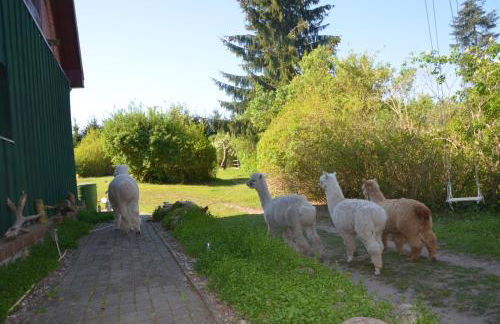 Alpakatherapie und Ferienhof Charlottenthal - Foto 52