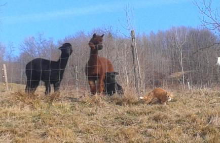 Casa da 2 a 7 posti nelle Piccole Dolomiti - Foto 18